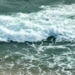 വാല്‍പ്പാറയില്‍ ആറുവയസുകാരിയെ ഭക്ഷിച്ച നരഭോജി പുലിയെ പിടികൂടി