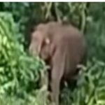 ചരക്കുകപ്പലിലെ തീ അണക്കാന്‍ ഡ്രൈ കെമിക്കല്‍ പൗഡര്‍ ബോംബ്; സഹായത്തിന് വ്യോമസേന ഹെലികോപ്റ്റര്‍