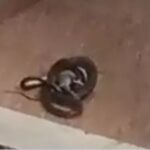 മകളുടെ ചിലവിൽ അച്ഛൻ ജീവിക്കുന്നെന്ന പരിഹാസം; ഹരിയാനയിലെ ടെന്നീസ് താരത്തിന്റെ കൊലപാതകത്തിൽ കൂടുതൽ വിവരങ്ങൾ പുറത്ത്