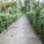 ബിന്ദുവിന്റെ സംസ്‌കാരം പൂര്‍ത്തിയായി; സ്ഥലമില്ലാത്തതിനാല്‍ സഹോദരിയുടെ വീട്ടുവളപ്പിലാണ് ചിതയൊരുക്കിയത്; ഒരു നാട് മുഴുവന്‍ തലയോലപ്പറമ്പിലെ വീട്ടിലേക്ക് ഒഴുകിയെത്തി