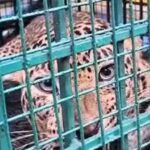 കാലിക്കറ്റ് സർവലശാല സിലബസിൽ വേടന്റെ പാട്ട്; റിപ്പോർട്ട് ആവശ്യപ്പെട്ട് ഗവർണർ