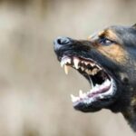 അണുബോംബിന്റെ പ്രത്യാഘാതങ്ങൾ ചിത്രീകരിക്കാത്തത് ധാർമ്മികതയിൽ നിന്നുള്ള ഒളിച്ചോട്ടം; ഒപ്പൺഹൈമറിനെയും നോളനെയും വിമർശിച്ച് ജെയിംസ് കാമറോൺ