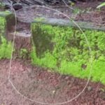 ചരിത്രത്തിൽ ആദ്യം;താര സംഘടനയായ അമ്മയെ ഇനി ശ്വേത മേനോൻ നയിക്കും; കുക്കു പരമേശ്വരൻ ജനറൽ സെക്രട്ടറി