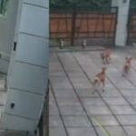 ജൂതന്മാർക്ക് ആരാധന വിലക്കുന്ന ദശാബ്ദങ്ങൾ പഴക്കമുള്ള കരാർ ലംഘിച്ചു; അഖ്‌സ പള്ളിയിൽ ആരാധകരുമായി എത്തി പ്രാർഥന നടത്തി ഇസ്രയേൽ മന്ത്രി