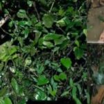 ജമ്മു കശ്മീരില്‍ മേഘ വിസ്‌ഫോടനവും മണ്ണിടിച്ചിലും; 11 മരണം; കാണാതായവര്‍ക്കായി തിരച്ചില്‍