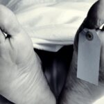 ഏകദിന ലോകകപ്പില്‍ തുടര്‍ച്ചയായ അഞ്ച് ജയം; ദക്ഷിണാഫ്രിക്ക റെക്കോര്‍ഡ് ഇട്ടപ്പോള്‍ പാകിസ്താന്‍ ദയനീയമായി പുറത്ത്