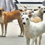 കുന്ദമംഗലം ബ്ലോക്ക്‌ പഞ്ചായത്ത്‌ സംഘടിപ്പിക്കുന്ന ബ്ലോക്ക്‌ തല മെഗാ തൊഴിൽ മേള