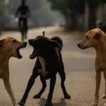 നിലമ്പൂരിൽ മുസ്ലീം ലീഗിൽ പൊട്ടിത്തെറി; പ്രവർത്തക സമിതി യോഗത്തിൽ നിന്ന് ഒരു വിഭാഗം ഇറങ്ങി പോയി