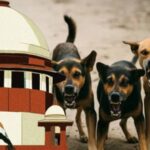 ശബരിമല സ്വർണക്കൊള്ള; എ പദ്മകുമാറിന്റെ ജാമ്യപേക്ഷ തള്ളി