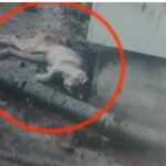 കേരള ബ്ലാസ്റ്റേഴ്സിന് ഇന്ന് ആദ്യ ഹോം മത്സരം; എതിരാളികൾ മുംബൈ സിറ്റി