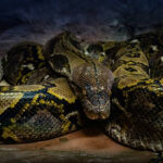 ആ​ഗോള അയ്യപ്പ സം​​ഗമത്തിൽ അഴിമതിയും ദൂർത്തുമെന്ന വാർത്ത വാസ്തവ വിരുദ്ധം; പി എസ് പ്രശാന്ത്