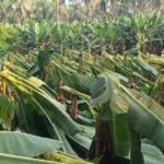 കോഴിക്കോട് മൂന്നര വയസുകാരി ഷിഗല്ല ബാധിച്ച് മരിച്ചു; മൂന്ന് കുട്ടികൾക്ക് രോഗ ലക്ഷണം