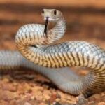 മുണ്ടത്തിക്കോട് വെടിക്കെട്ടുപ്പുര ദുരന്തം; ചികിത്സയിലിരുന്ന ഒരാൾ കൂടി മരിച്ചു