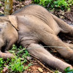 വയനാട് ടൗൺഷിപ്പ് ഈ മാസം അവസാനത്തോടെ പൂർത്തിയാകും; മുഴുവൻ വീടുകളുടെ പണി ഒക്ടോബറിൽ കഴിയും: ടി സിദ്ദിഖ്